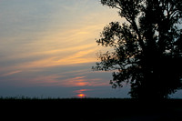 cane field sunset-1