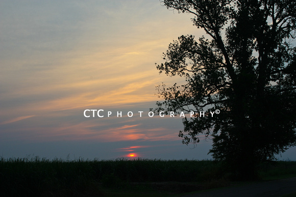 cane field sunset-1