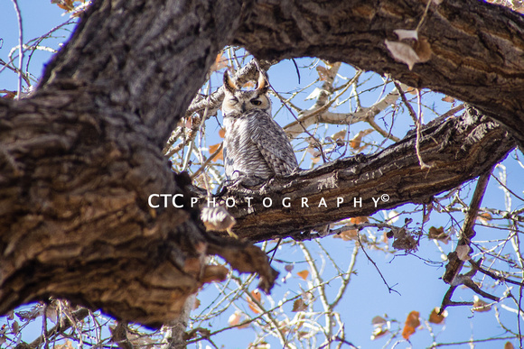 Owl in cottonwood 1
