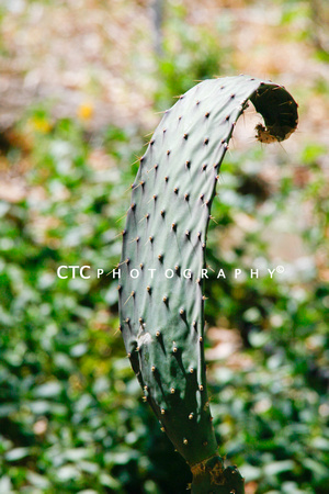 cactus (1 of 1)