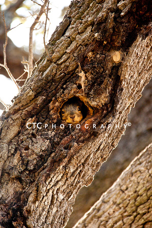 fox squirrel peeking-8474