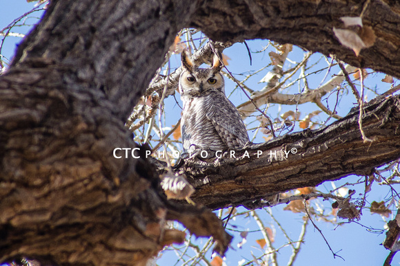 Owl in cottonwood  2