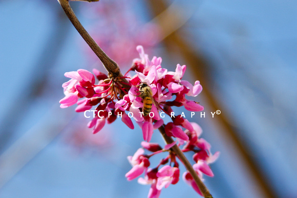 red bud pollination spring 2012-9332